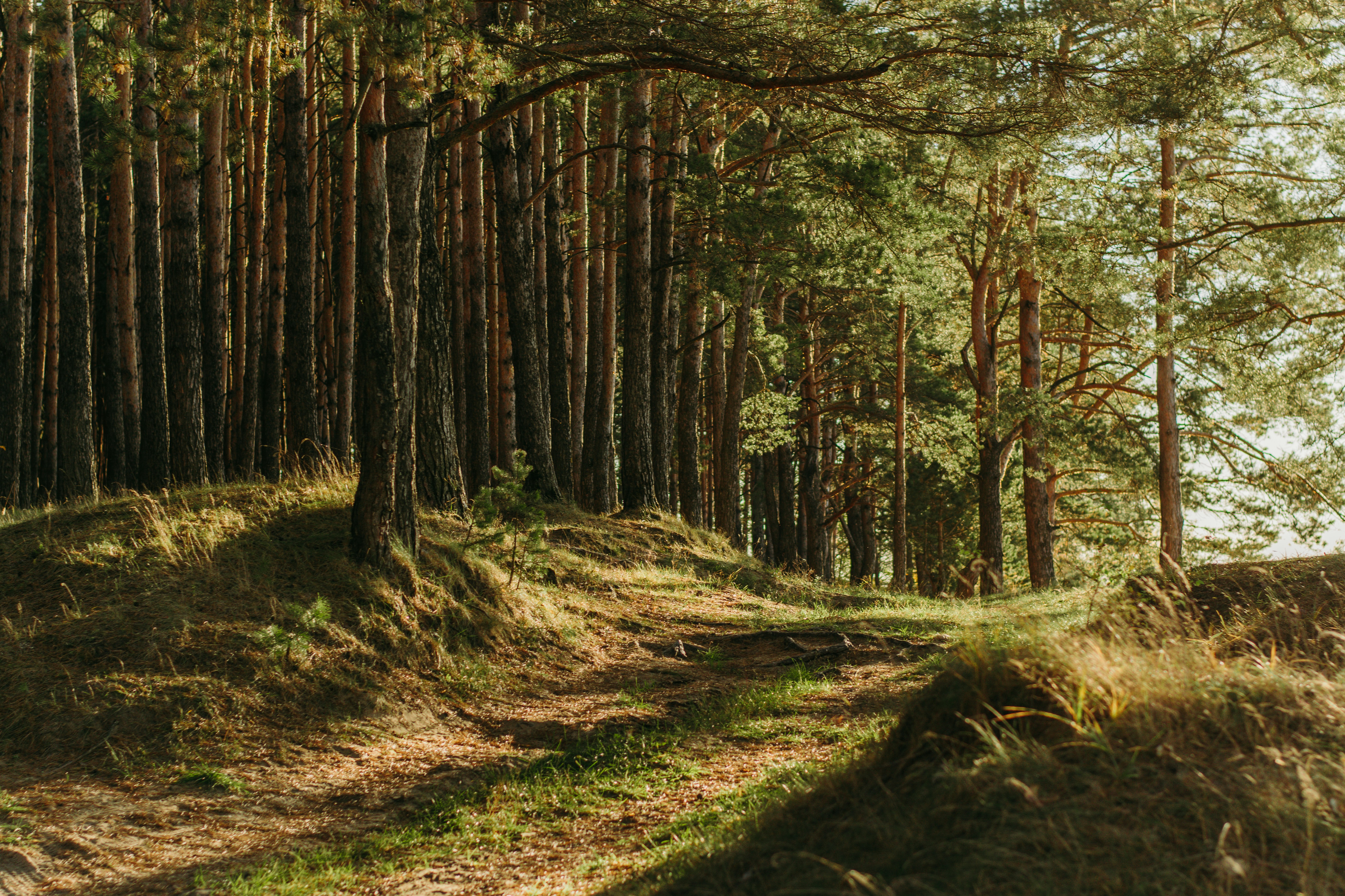 An infrequently used trail moves past a thick stand of trees