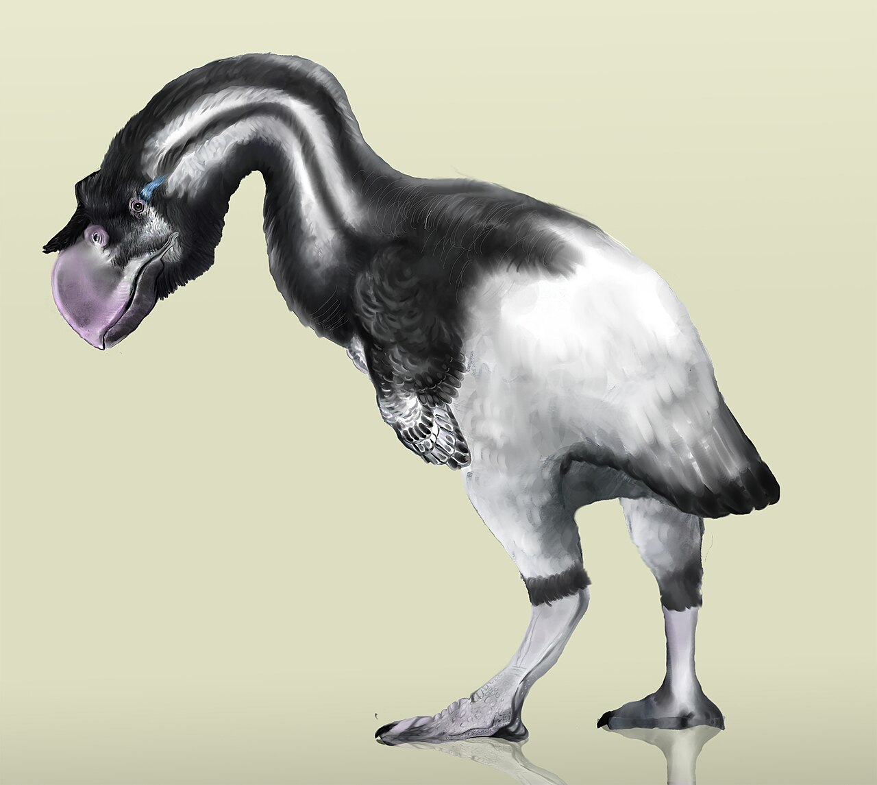 An artist's impression of the mihirung